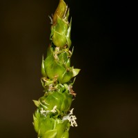 Trachys muricata (L.) Pers. ex Trin. LC
